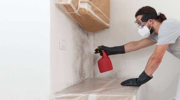 Professional Basement Mold Removal technician working in Carlstadt, NJ
