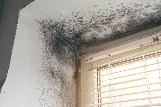 Affordable Basement Mold Removal solutions in Carlstadt, NJ